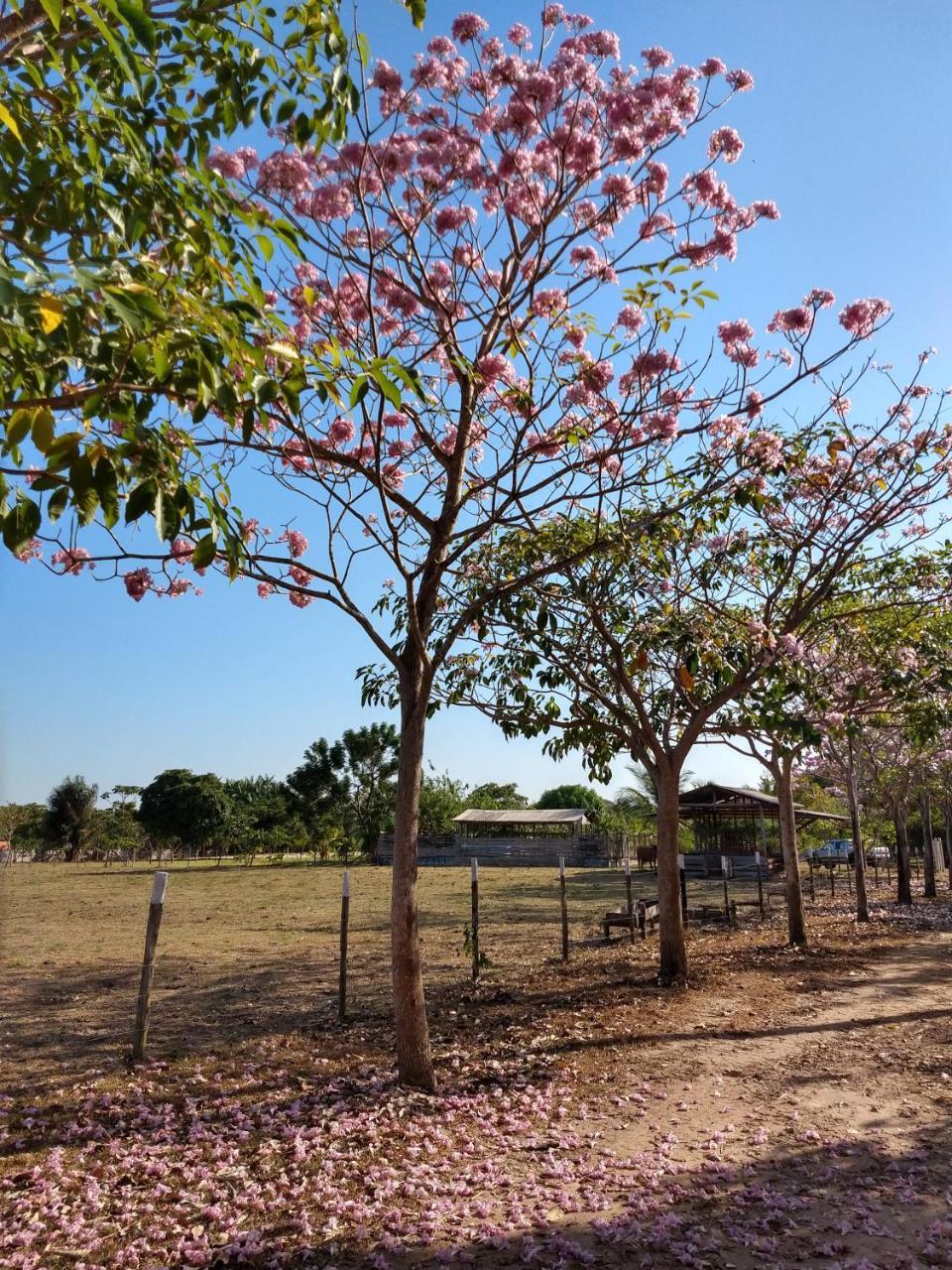 Hotel Chale Quintal Amazon Macapá Zewnętrze zdjęcie